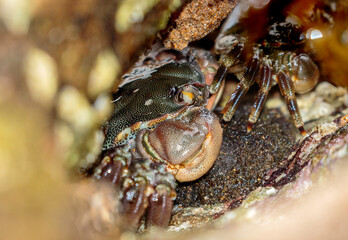 Sowrie Crab (Davusia glabra) in a rock crevice, Culburra Beach, NSW, December 2021