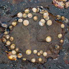 Turban shells around a rock, Mollymook Beach, NSW, December 2021