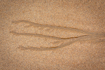 Small water channel in the sand, Culburra Beach, NSW, December 2021
