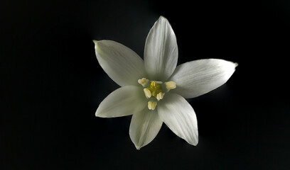 Naklejka na ściany i meble White delicate flowers found on wild plants and weeds