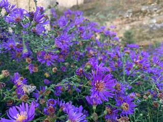 blue flowers, blooming asters in the crimea