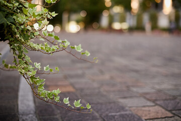 ライトアップされた道端に咲く植木鉢の草