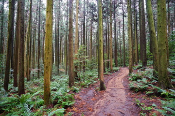 cedars and fern in autumn forest