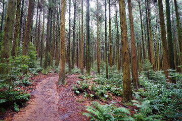 cedars and fern in autumn forest