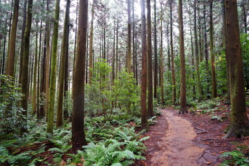 cedars and fern in autumn forest