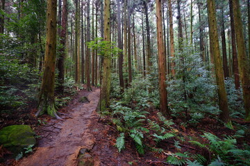 a fine path through cedar forest