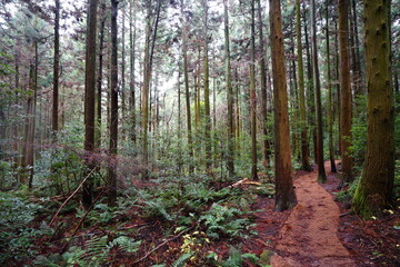 Obraz premium a fresh cedar forest in the sunlight