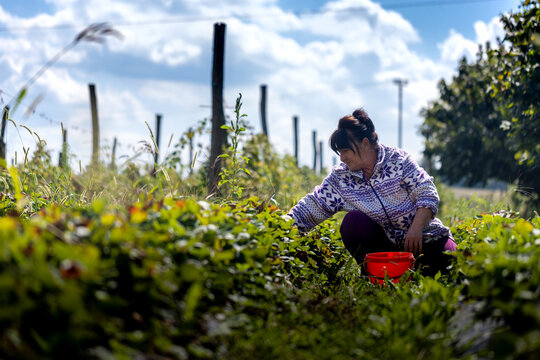 A Serbian Woman Picking Up Crops In The Field