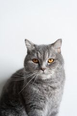 Obraz premium cat on a white background