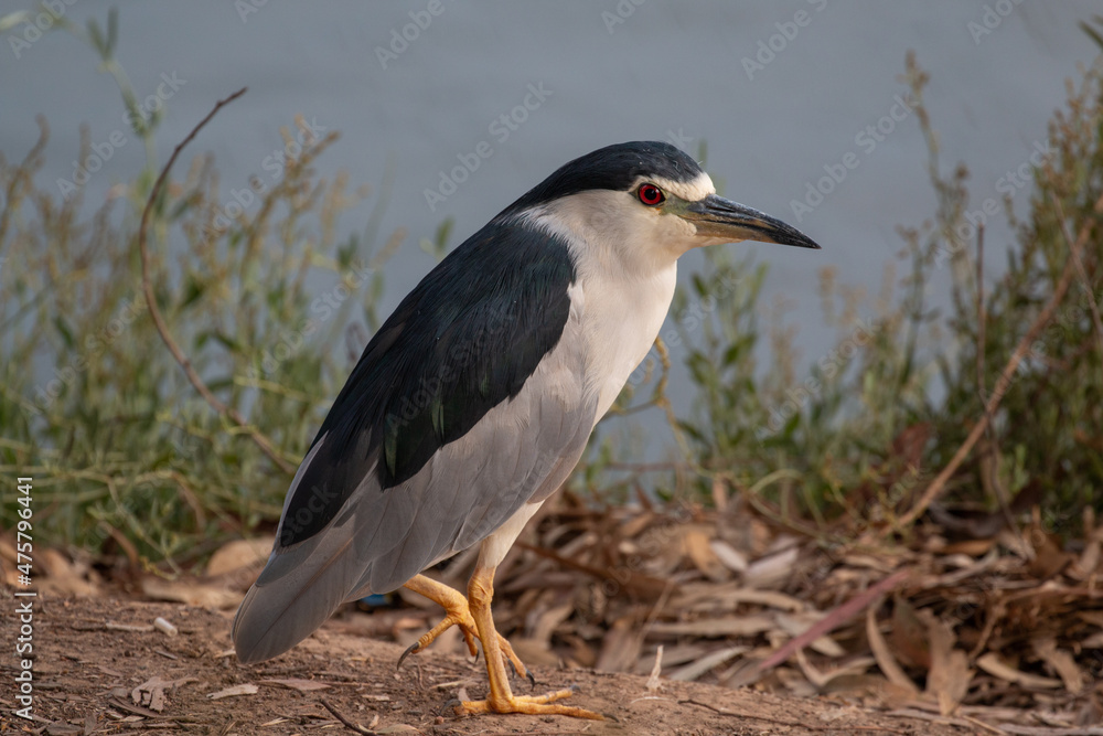 Sticker Beautiful view of common night heron in the field on a sunny day