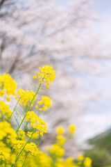菜の花と桜