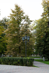 A beautiful path on the central square of the city of Tyumen in autumn