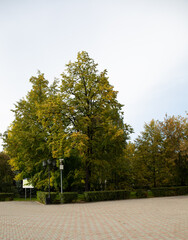 A beautiful path on the central square of the city of Tyumen in autumn