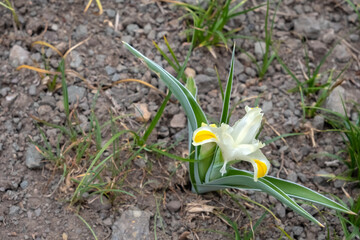 Obraz premium Blooming white iris in spring mountains with cloudy sky and mountains range covered with smow background. Spring season in the mountains. Sayram-Ugam National Park. Tourism, travel in Kazakhstan.