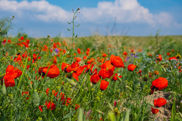 Blooming red poppy flowers in May.  Spring season in steppe concept. Nature landscape.