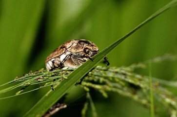 Selective focus shot of snout beetle on grass