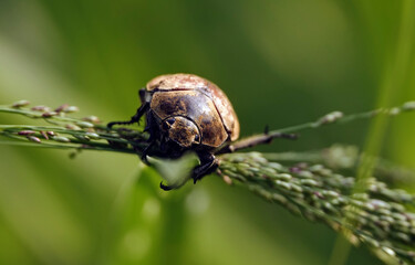Selective focus shot of snout beetle on grass