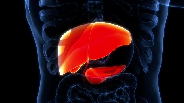 Human Internal Organs Liver with Pancreas and Gallbladder Anatomy Animation Concept