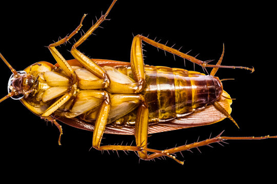 blatte sur fond noir 