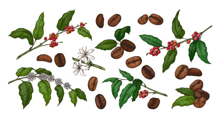 Engraved colored coffee. Hand drawn plant with green leaves and red beans. Sketch of tree branch and flowers. Organic botanical collection. Vector morning caffeine drink elements set - obrazy, fototapety, plakaty