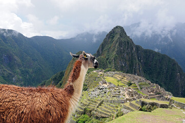 Lama in Inca town Machu Picchu in Peru © Ivan Mancic/Wirestock
