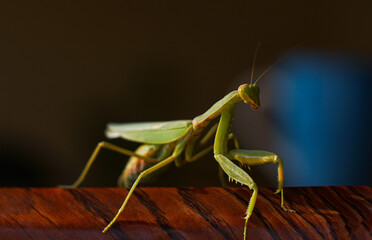 A large mantis on a tree branch