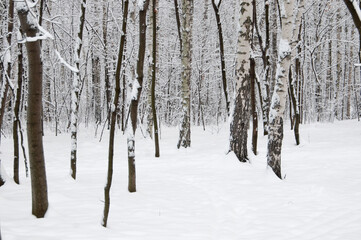Winter landscape with a park after snowstorm