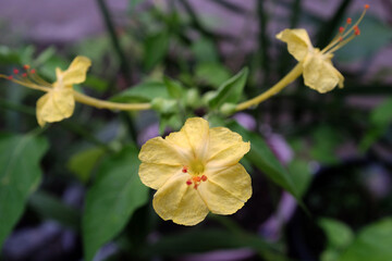 Very beautiful yellow flowers .