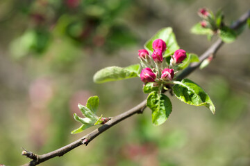 Spring blossom: branch of a blossoming apple tree on garden background - selective focus, space for text