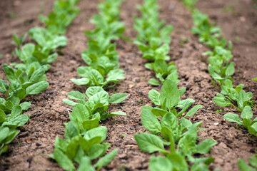 fresh spinach in an early spring garden - selective focus