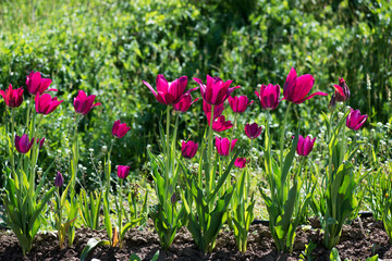 Tulip Merlot - Blooming purple tulips in a rural garden on blurred background.