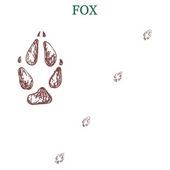 fox steps, footprint, trail. fox tracks. Typical footprints