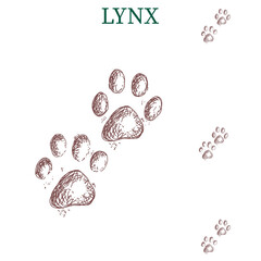 lynx steps, footprint, trail.  tracks. Typical footprints