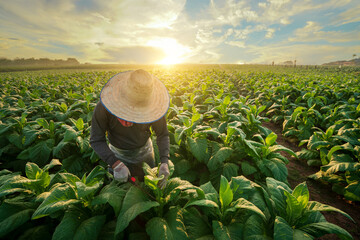 Farmer working in tobacco farm watering sapling fertilizer and beautiful cloud sky morning
