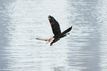 eagle in the city