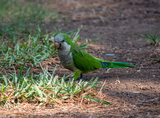 Closeup shot of a green parrot