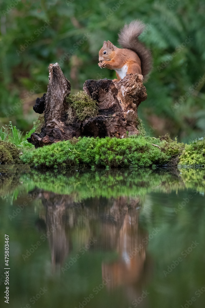 Poster a view of a red squirrel as it climbs up an old tree stump by a pool. its reflection is in the still