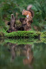 A view of a red squirrel as it climbs up an old tree stump by a pool. Its reflection is in the still water