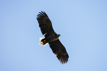 Fototapeta premium eagle