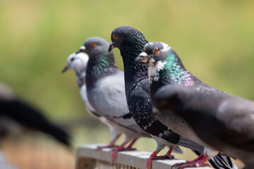 Closeup shot of beautiful doves