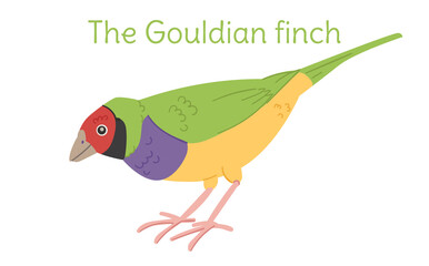 the gouldian finch is standing. Australian bird in a simple style. Flat vector illustration