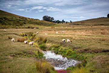  Farming Landscape Rural country side, New Zealand