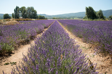 Fototapeta na wymiar Rows of Lavender in a Field in Provence, France