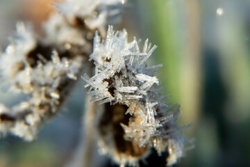 Icedew