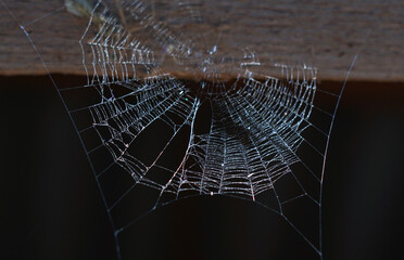 Spider web