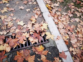 falling leaves on the ground during autumn