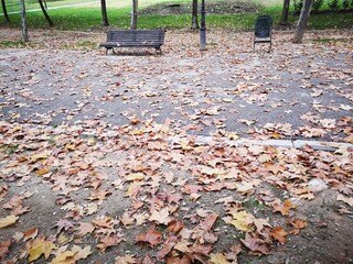 falling leaves on the ground during autumn