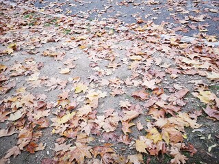 falling leaves on the ground during autumn