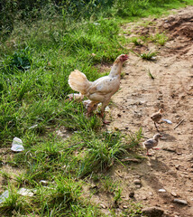 mother hen and her chicks are looking for food