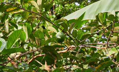 close-up of guava on plantation